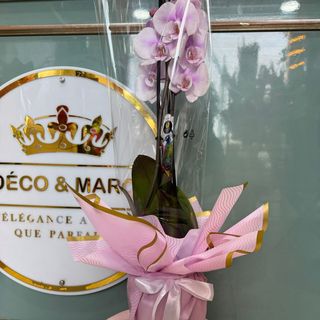 Orchidée rose clair 2 tiges