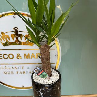 Striking Yucca elephantipes in Black Marble Pot