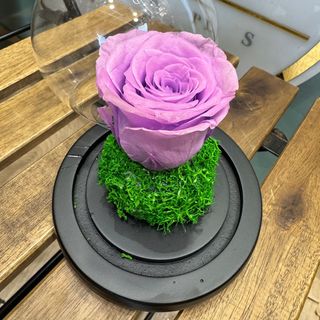 Purple Eternal Rose in Glass Dome