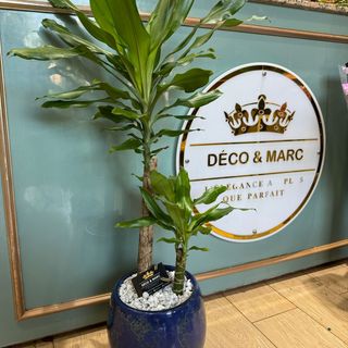 Elegant Dracaena fragrans in Blue Marble Pot