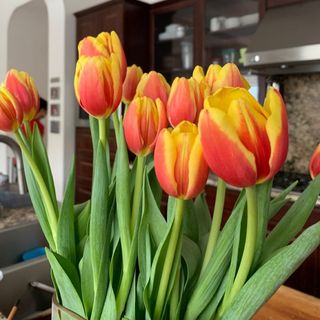 Bouquet 8 Tulipe orange