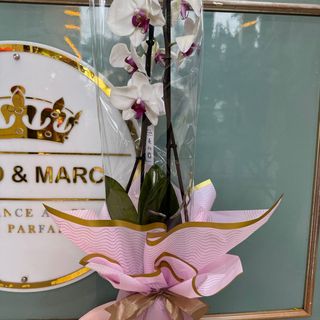 Orchidée blanc et fuchsia 2 tiges