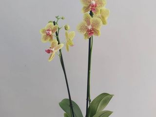 Plante Orchidée Phalaenopsis 2 Tiges Jaune Verdâtre Rose