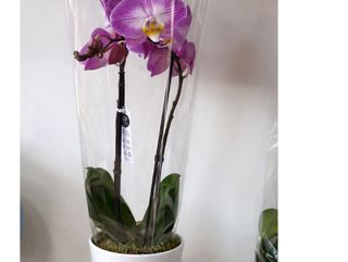 Plante Orchidée 2 tiges Rose & Violet