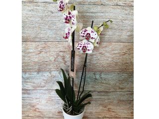 Plante Orchidée Phalaenopsis 2 Tiges Blanc Pourpre