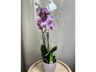 Plante Orchidée Phalaenopsis 2 Tiges Violette