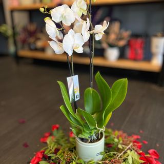 Magnifique White Orchidée 