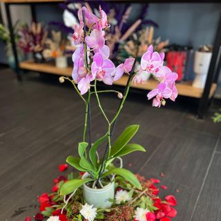Magnifique Pinky Orchidée - avec vase