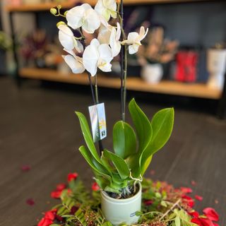 Orchidée Blanche - avec vase 