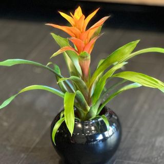 Belle GUZMANIA avec pot