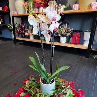 Orchidée couleur Pêche - avec pot