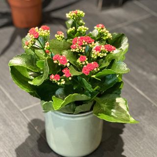 Belle Kalanchoé avec pot