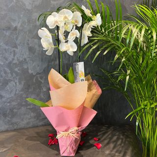 Magnifique White Orchidée - sans vase