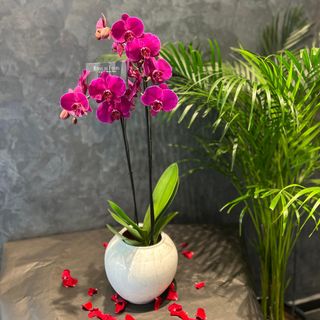 Magnifique Pinky Orchidée - avec vase