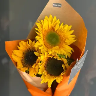 3 Tournesols