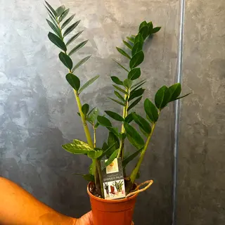 Zamioculcas taille S