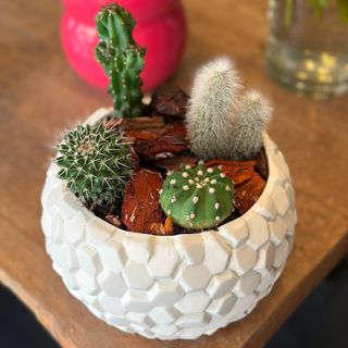 Compo de Cactus avec pot