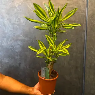 Dracaena Fragrans