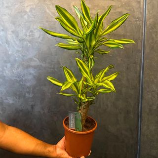 Dracaena Fragrans