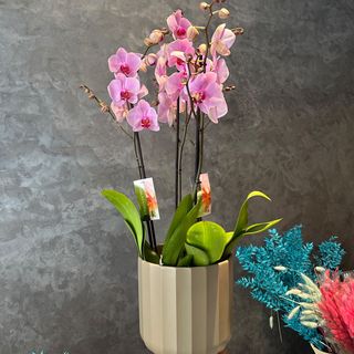 2 Orchidées rose clair avec Pot
