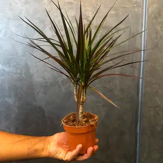 Dracaena marginata Bicolore
