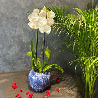 Orchidée Blanche - avec vase