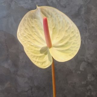 Anthurium pistache individuelle