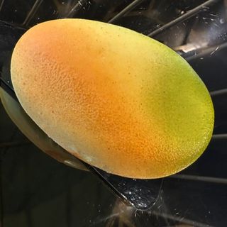 Trompe l'oeil mangue