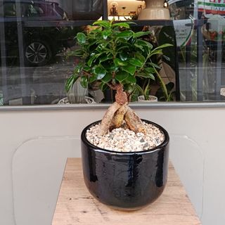 Bonsaï noir d’ivoire