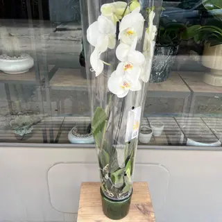 Orchidée blanche  En Pot 