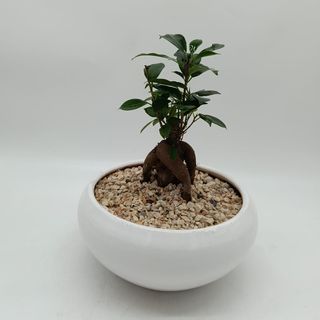 Blanc Bonsai