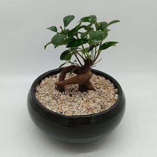 Pretty Bonsai