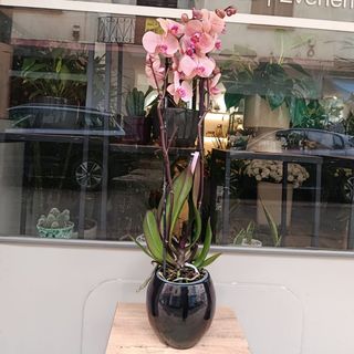 Orchidée en pot