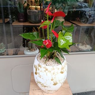 Anthurium