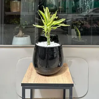 Tropicale Verte