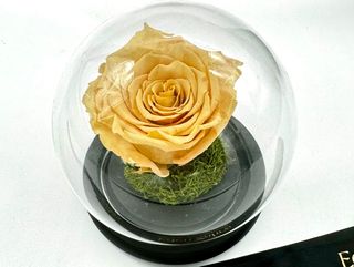 Rose Éternelle Toffee