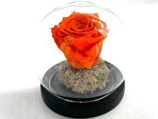 Cloche Eternal Orange