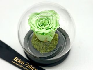 Rose Éternelle Vert Eau