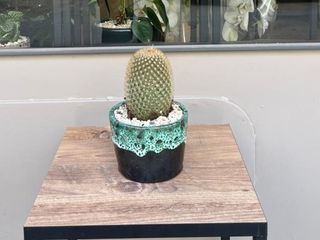 Cactus Tropical