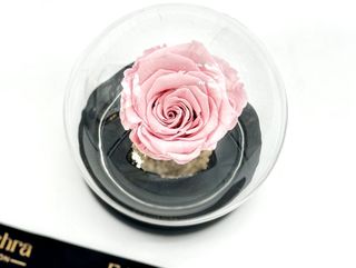 Cloche Eternal Rose