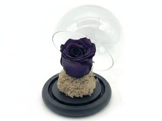 Cloche Purple Eternal Rose