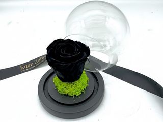 Royal Black Eternel Rose