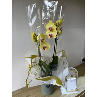 Orchidée Jaune