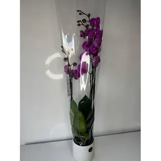 Orchidée Violette