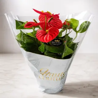 Plante D'anthurium Taille L