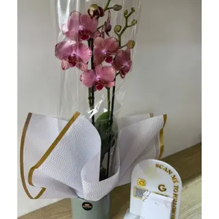 Orchidée Rose