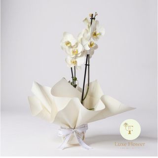 Orchidée White naturel