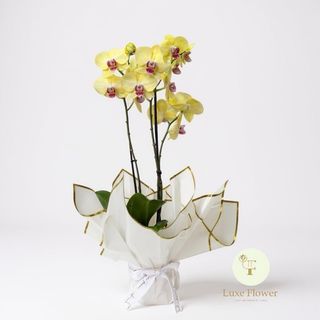 Orchidee yellow