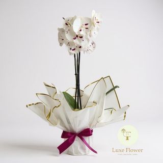 Orchidee mixte purple white naturle