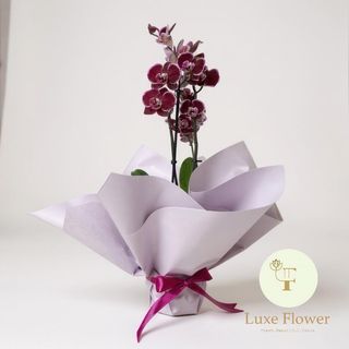 Orchidée Purple naturel